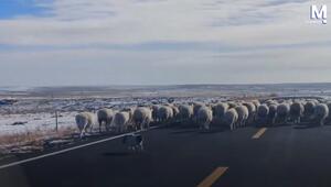 Ungewöhnlicher Job: Schwein treibt Schafherde über die Strasse