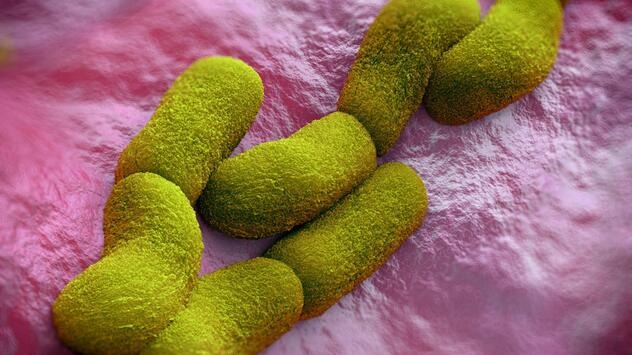 Yersinia pestis (Pest) Bakterien