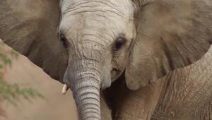 Rüsseltier in Vollnarkose: Kleiner Elefant übersteht grossen Zahneingriff