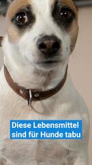 Lebensmittel, die für Hunde tabu sind