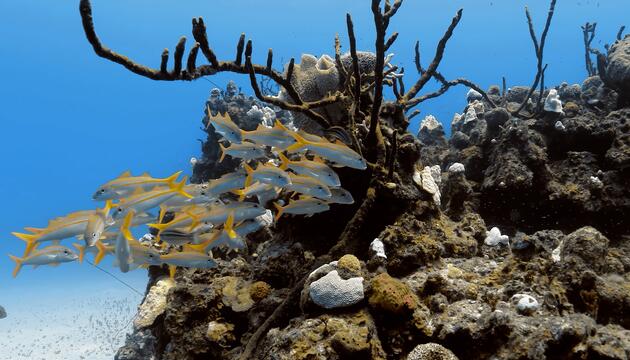 Karibische Riffe verlieren Steinkorallen