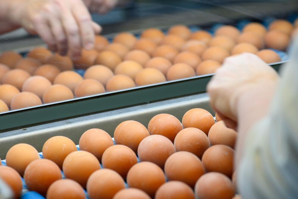 Eier