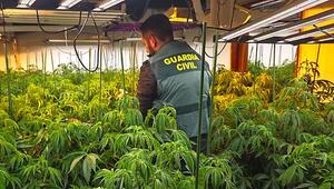 1.500 Pflanzen beschlagnahmt: Polizei hebt Marihuana-Plantage in Spanien aus