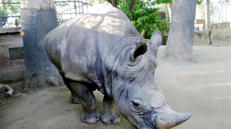 Zoo von Barcelona trauert um Nashorn Pedro