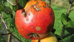Apfelschorf erkennen und umweltschonend bekämpfen