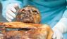 Das Mikrobiom des Ötzi