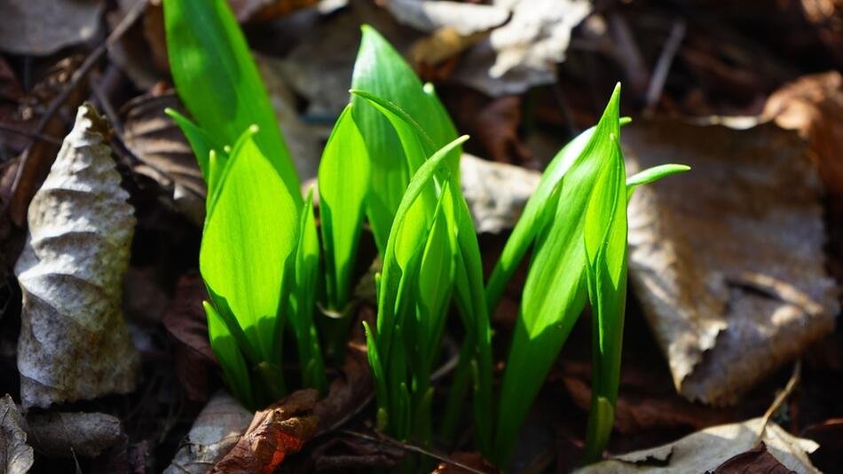 Bärlauch kannst du im Frühjahr selber sammeln.