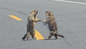 Mitten auf der Strasse: Murmeltiere in China duellieren sich