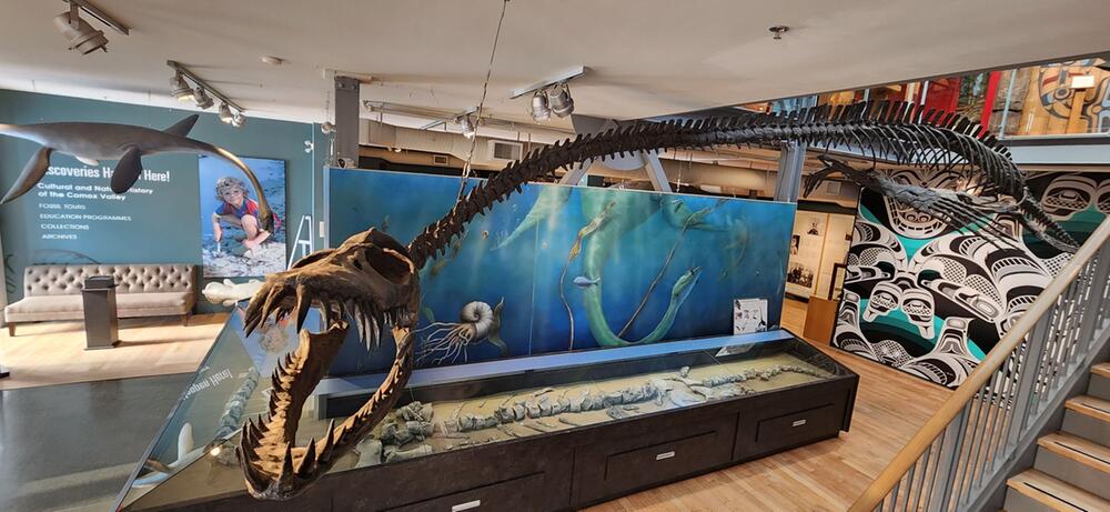 Elasmosaurier