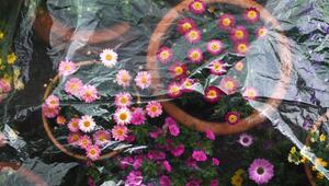 Frostschutz für Topfplanzen