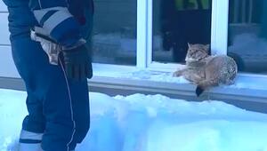 Luchs im Wohngebiet gefasst: Raubkatze findet Streifenwagen sehr gemütlich