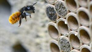 Gehörnte Mauerbiene (Osmia cornuta) vor speziellem Brutröhrchen