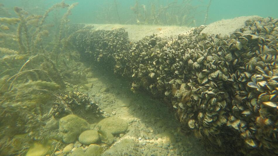 Quaggamuscheln im Genfersee