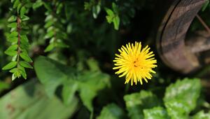 Löwenzahn im Garten