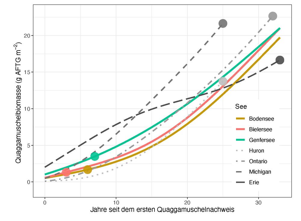 Zunahme der Biomasse der Quaggamuscheln