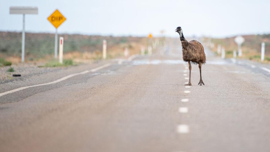 Emu verursacht Unfall in Australien