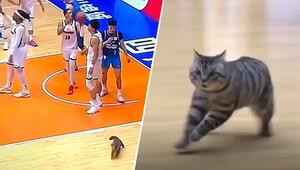 Tierischer Flitzer: Streunende Katze stiehlt Basketballern die Show