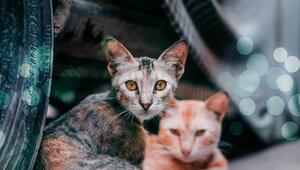 Irrtümer über Strassenkatzen