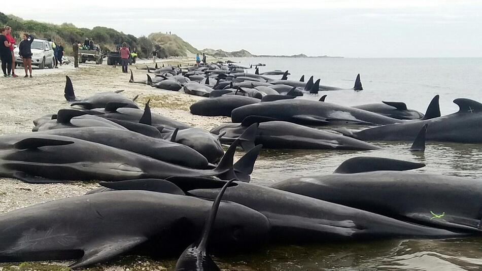 Wale, Neuseeland