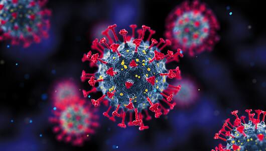 Lama,Gesundheit, Corona, Coronavirus