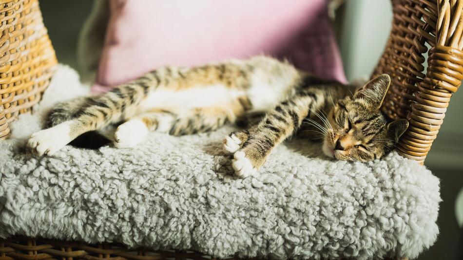 Katze