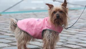 Australian Silky Terrier mit einem Mantel