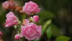 Rosenrost