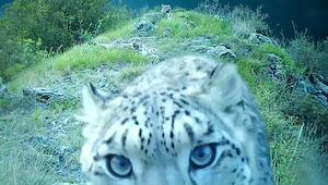 Verspielte Raubkatzen: Wildkamera filmt Schneeleopardin und ihre Jungen