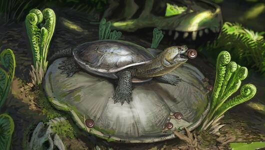 Schildkröte mit Schnecke im Maul