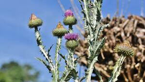 Eselsdistel