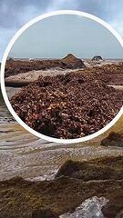 Braune Flut statt blaues Meer: Tonnen Algen verpesten Karibikstrände
