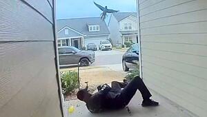 Angriff von oben: Wütender Vogel attackiert Mann an seiner Haustür