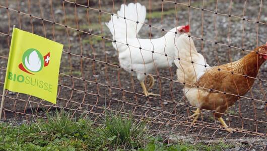 Hühner im Biobetrieb
