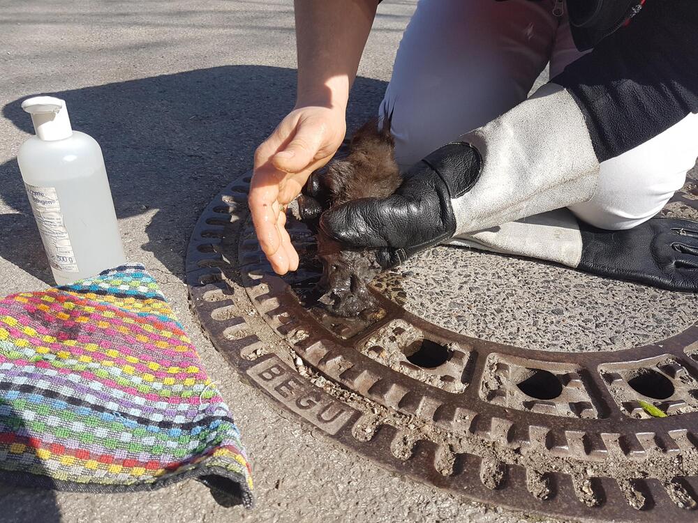 Eichhörnchen steckt in Gullydeckel fest