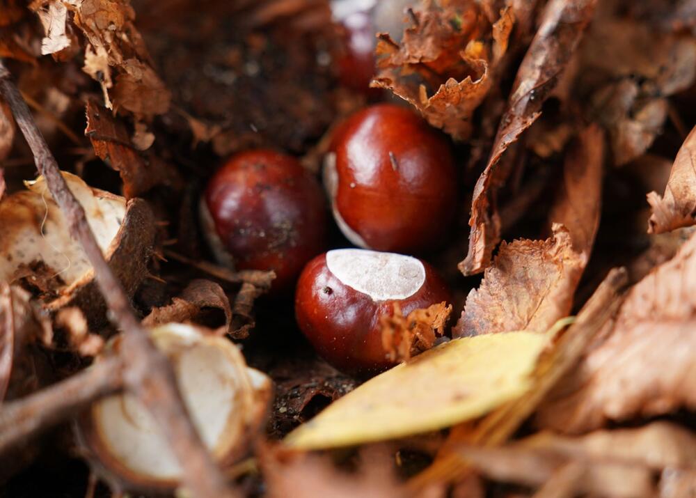 Was ist eigentlich so toll am Herbst?