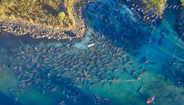 Kuscheln gegen Kältewelle: Hunderte Seekühe halten sich zusammen warm