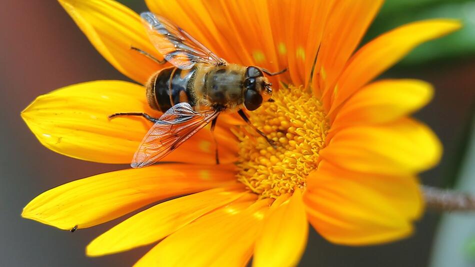 Wespe, Biene, Schwebefliege