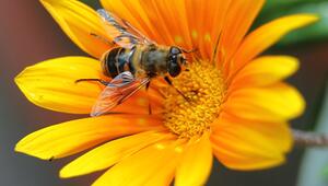 Wespe, Biene, Schwebefliege