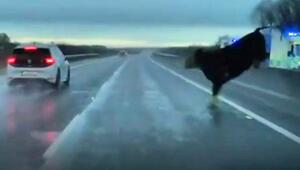 Kuh springt auf Autobahn – Tesla-Fahrer weicht in letzter Sekunde aus