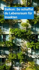 Balkon: So schaffst du Lebensraum für Insekten