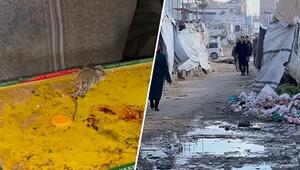 Leben zwischen Parasiten und Müll: Rattenplage bedroht Vertriebene in Gaza