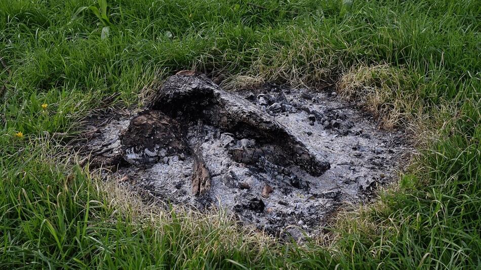 holzasche als dünger