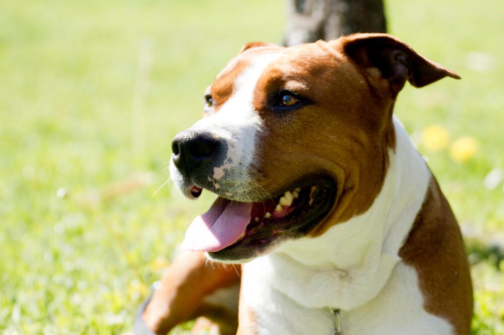 American Staffordshire Terrier