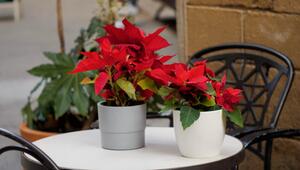 Natürliche Weihnachtsdeko: Langlebige Alternativen zum Weihnachtsstern