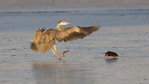 Eiskalte Rutschpartie: Reiher jagt Wühlmaus – und verliert den Halt