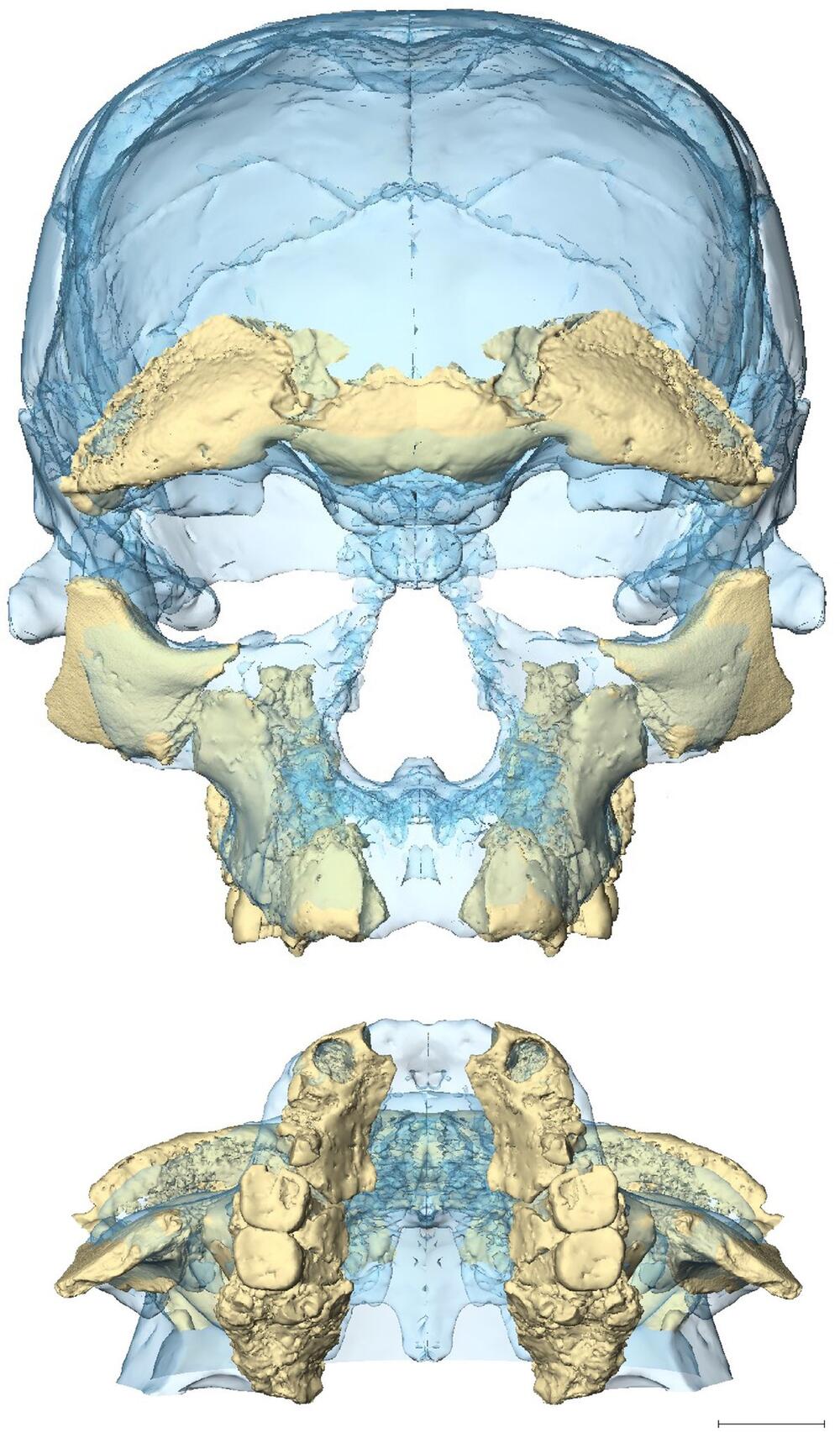 Homo sapiens älter als gedacht