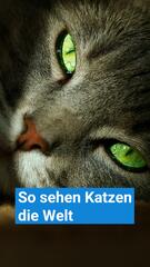Katzen sehen die Welt anders als wir
