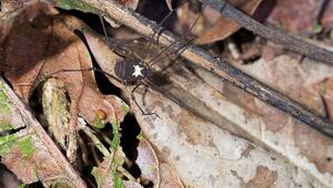 Weberknecht leuchtet