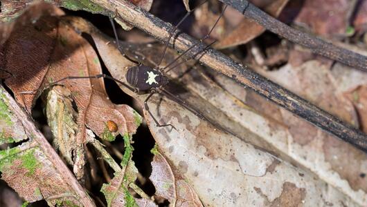 Weberknecht leuchtet