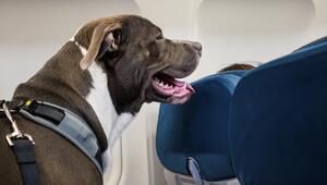 Grosser Hund im Flugzeug